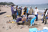 Miyagi Shichigahama Volunteer / Seaside / Cleaning