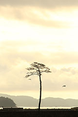 Iwate Rikuzentakata pine tree