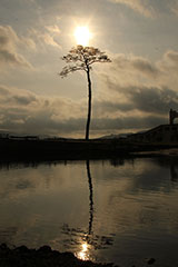 Iwate Rikuzentakata pine tree