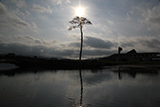 Iwate Rikuzentakata pine tree